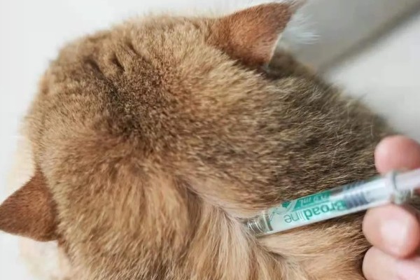 猫体内驱虫用什么药,推荐普拿杜