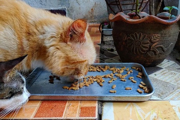 猫体内驱虫用什么药,推荐普拿杜