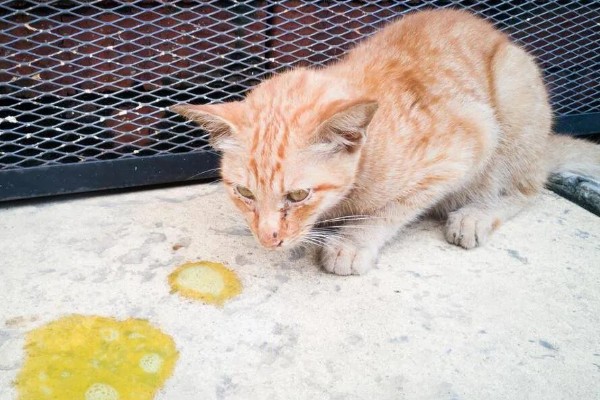 猫体内驱虫用什么药,推荐普拿杜