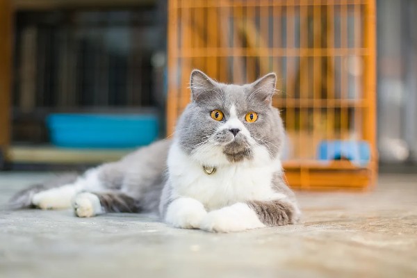 猫体内驱虫用什么药,推荐普拿杜