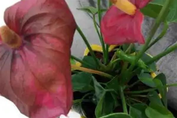 红掌花发黑的原因,可能是水分不足所致