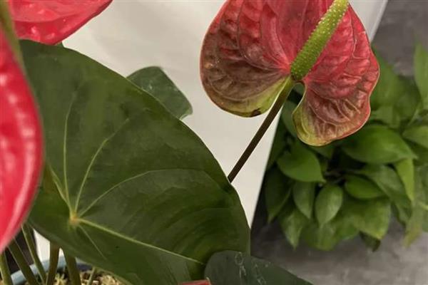 红掌花发黑的原因,可能是水分不足所致