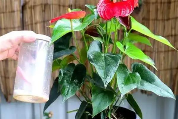 红掌花发黑的原因,可能是水分不足所致