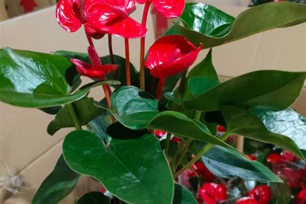 红掌花发黑的原因,可能是水分不足所致