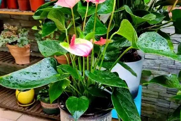 红掌花发黑的原因,可能是水分不足所致