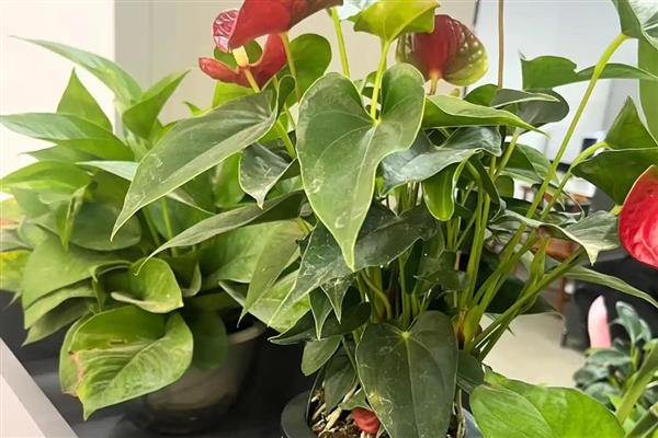 红掌花发黑的原因,可能是水分不足所致