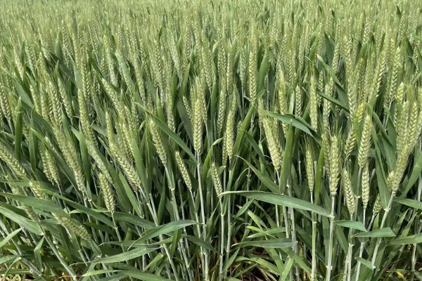 偃育898小麦种简介,全生育期202天