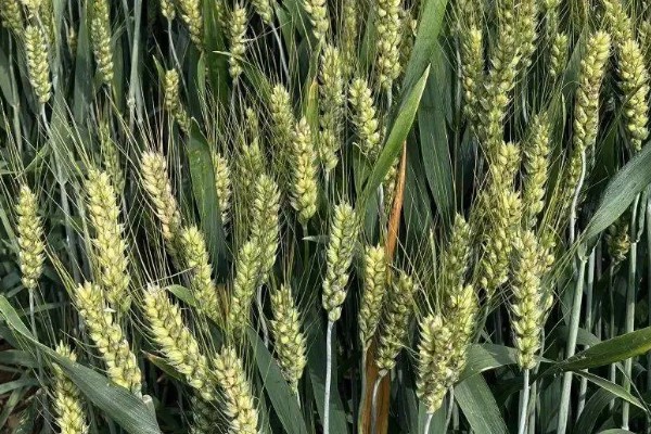 偃育898小麦种简介,全生育期202天