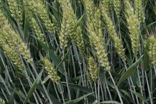 偃育898小麦种简介,全生育期202天