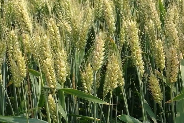 偃育898小麦种简介,全生育期202天