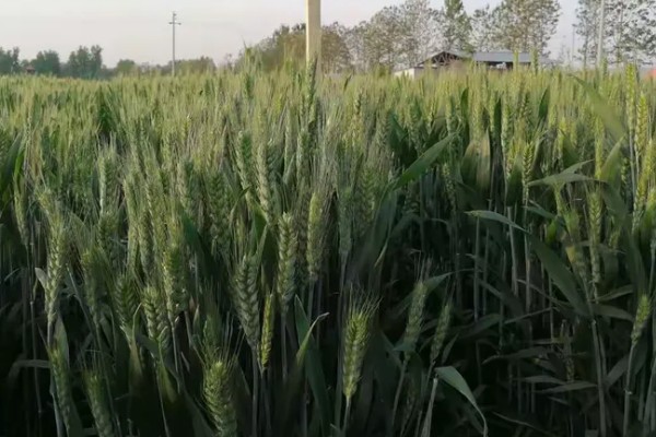 偃育898小麦种简介,全生育期202天