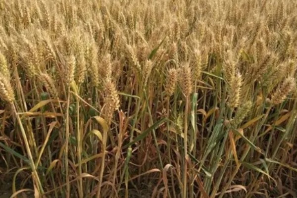 偃育898小麦种简介,全生育期202天