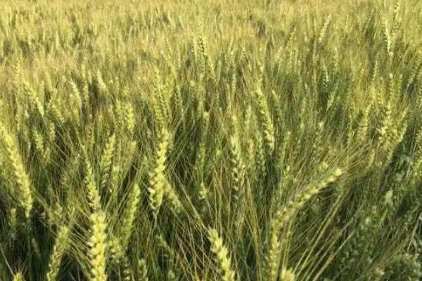 偃育898小麦种简介,全生育期202天