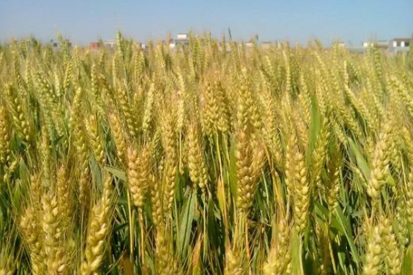 偃育898小麦种简介,全生育期202天