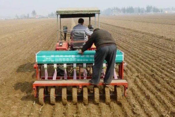 偃育898小麦种简介,全生育期202天