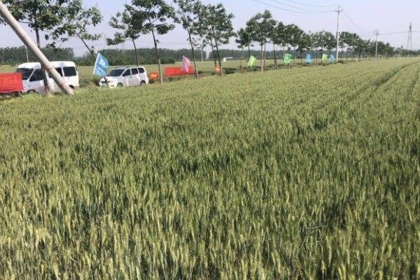 偃育898小麦种简介,全生育期202天