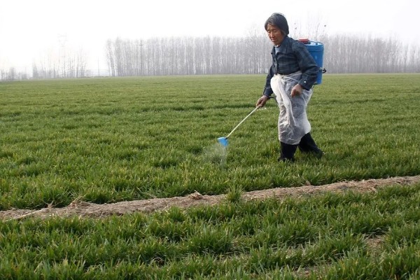 偃育898小麦种简介,全生育期202天