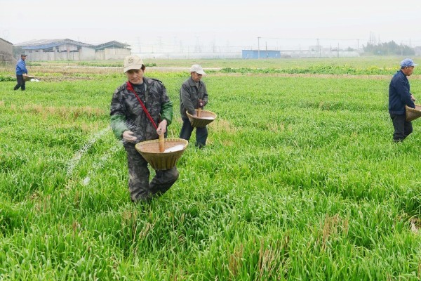 偃育898小麦种简介,全生育期202天