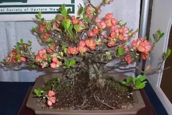 皱皮木瓜海棠花的养殖方法,每隔4-5天浇一次水