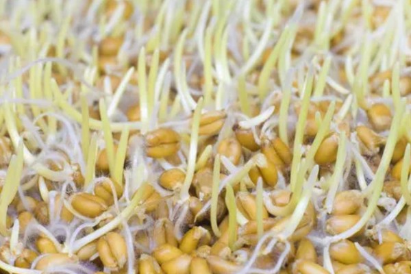 小麦种的发芽率,标准为85%