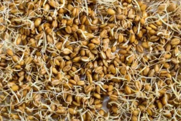 小麦种的发芽率,标准为85%