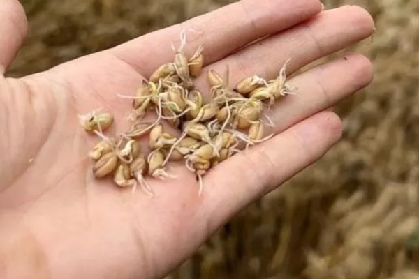 小麦种的发芽率,标准为85%