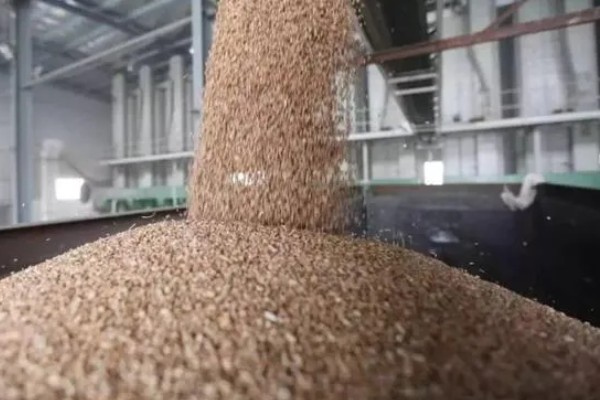 小麦种的发芽率,标准为85%