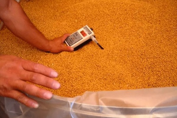 小麦种的发芽率,标准为85%