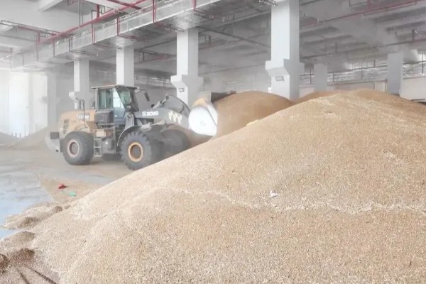 小麦种的发芽率,标准为85%