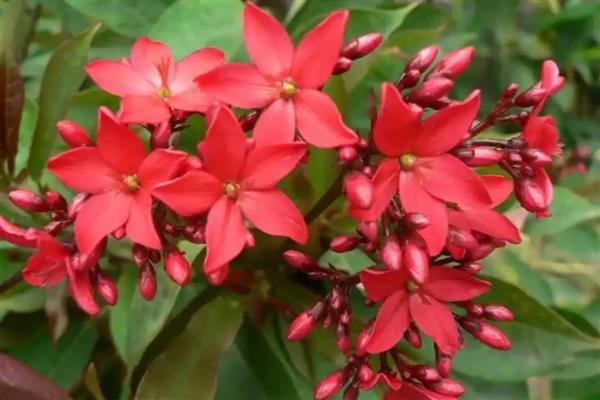 有哪些一年四季开花好养的花，推荐日日樱、石竹花等