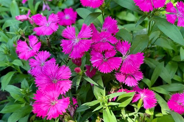 有哪些一年四季开花好养的花，推荐日日樱、石竹花等