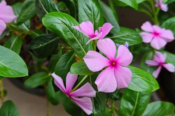 有哪些一年四季开花好养的花，推荐日日樱、石竹花等