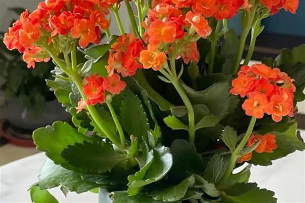 有哪些一年四季开花好养的花，推荐日日樱、石竹花等