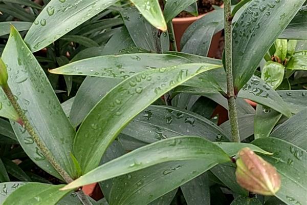 有哪些一年四季开花好养的花，推荐日日樱、石竹花等