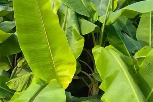 怎么养芭蕉树，土壤要时常保持微湿