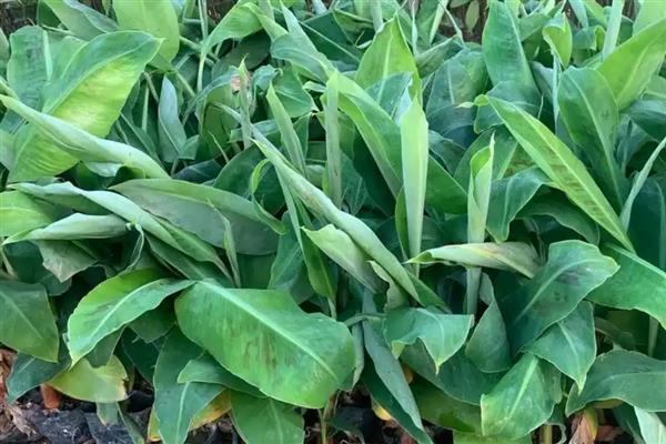 怎么养芭蕉树，土壤要时常保持微湿