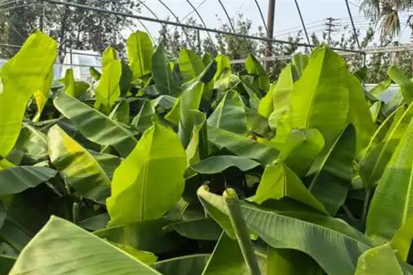 怎么养芭蕉树，土壤要时常保持微湿