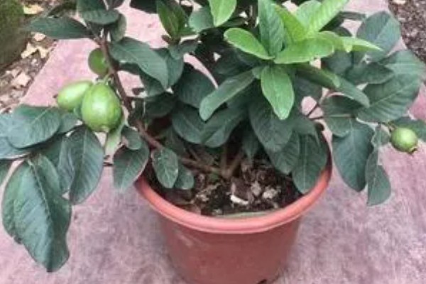 番石榴怎么修剪，剪除多余枝条和不良枝条