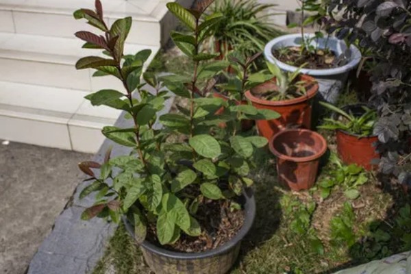 番石榴怎么修剪，剪除多余枝条和不良枝条