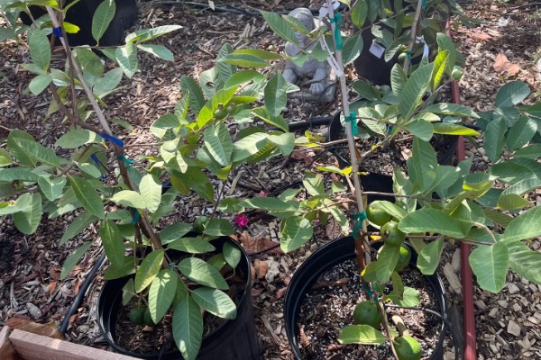 番石榴怎么修剪，剪除多余枝条和不良枝条