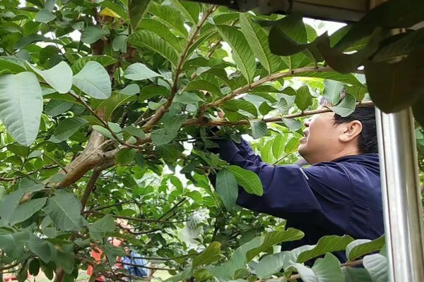 番石榴怎么修剪，剪除多余枝条和不良枝条