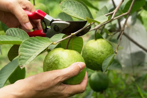 番石榴怎么修剪，剪除多余枝条和不良枝条