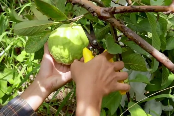 番石榴怎么修剪，剪除多余枝条和不良枝条