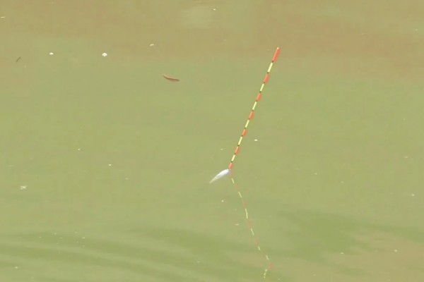 什么时候适合用长脚短尾漂，走水、小鱼较多时均可使用