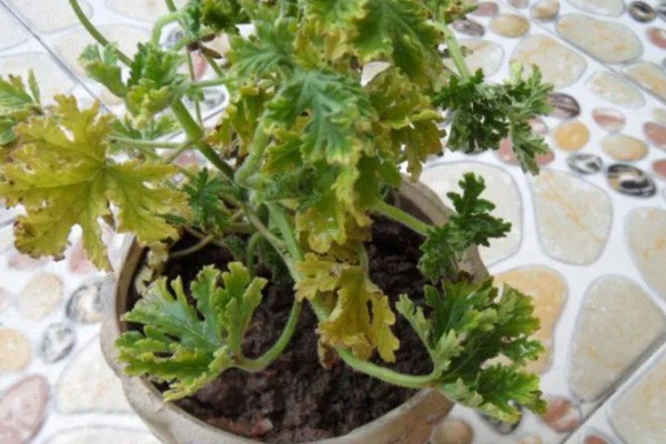 驱蚊草枯叶黄叶怎么办，视情况采取对应措施