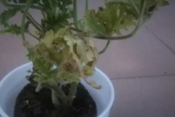 驱蚊草枯叶黄叶怎么办，视情况采取对应措施