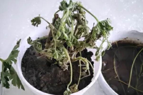 驱蚊草枯叶黄叶怎么办，视情况采取对应措施