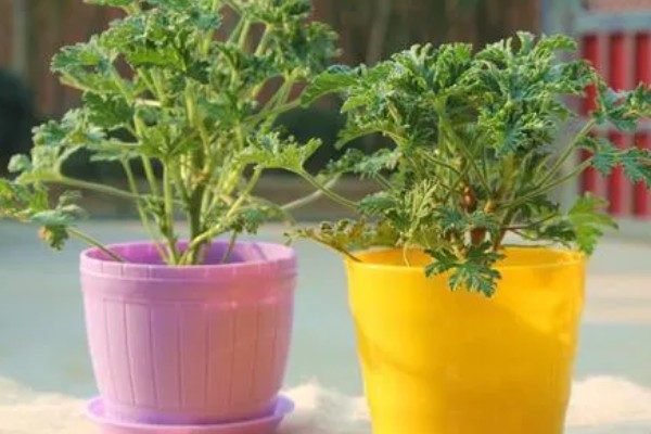 驱蚊草枯叶黄叶怎么办，视情况采取对应措施