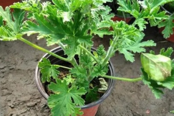 驱蚊草枯叶黄叶怎么办，视情况采取对应措施