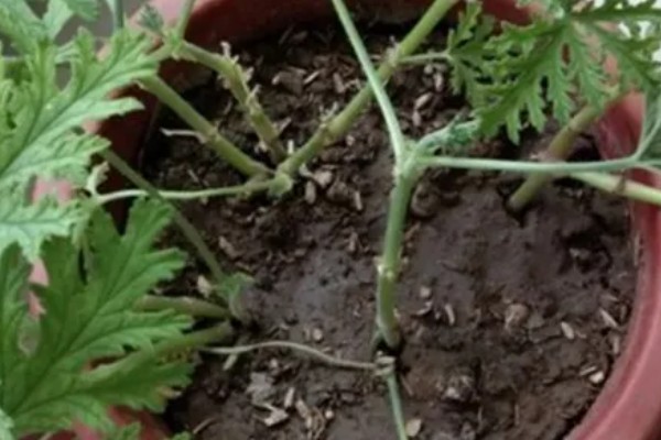 驱蚊草枯叶黄叶怎么办，视情况采取对应措施